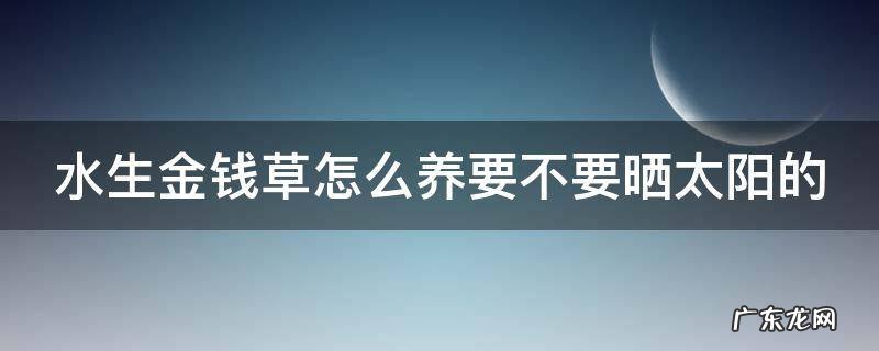 水生金钱草怎么养要不要晒太阳的
