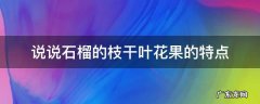 说说石榴的枝干叶花果的特点