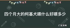 四个月大的柯基犬喂什么好喂多少