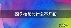 四季桂花为什么不开花