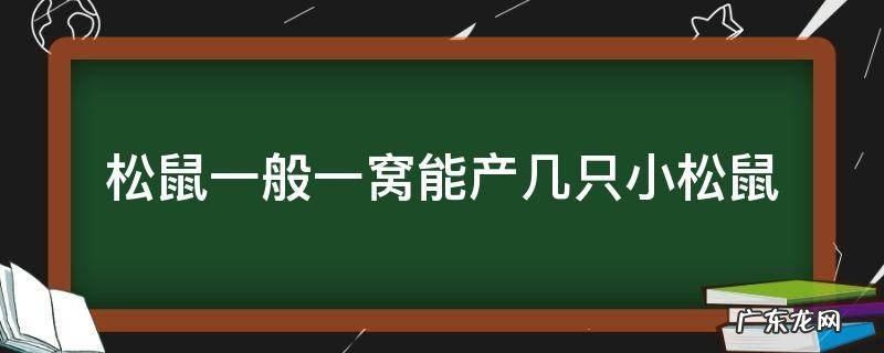 松鼠一般一窝能产几只小松鼠