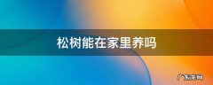 松树能在家里养吗