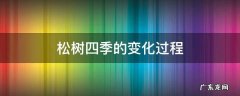 松树四季的变化过程
