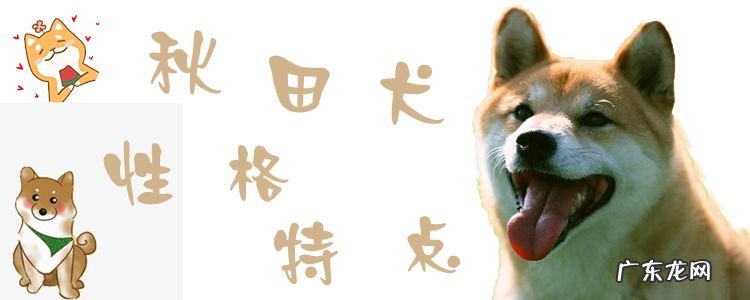 秋田犬和柴犬的区别 秋田犬性格特点怎么样
