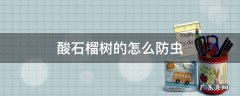 酸石榴树的怎么防虫