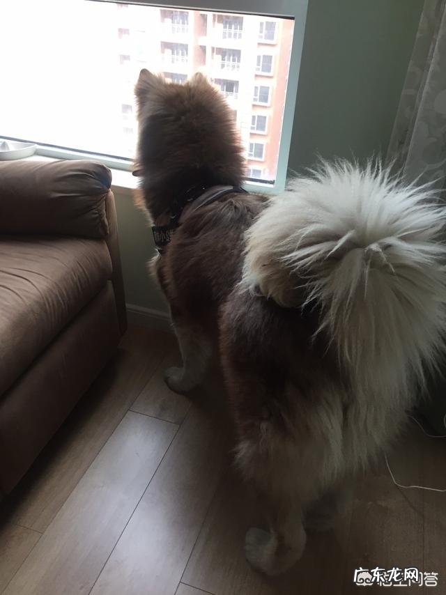 泰迪狗狗吐了黄黄的一坨 泰迪恶心吐黄色水是什么原因