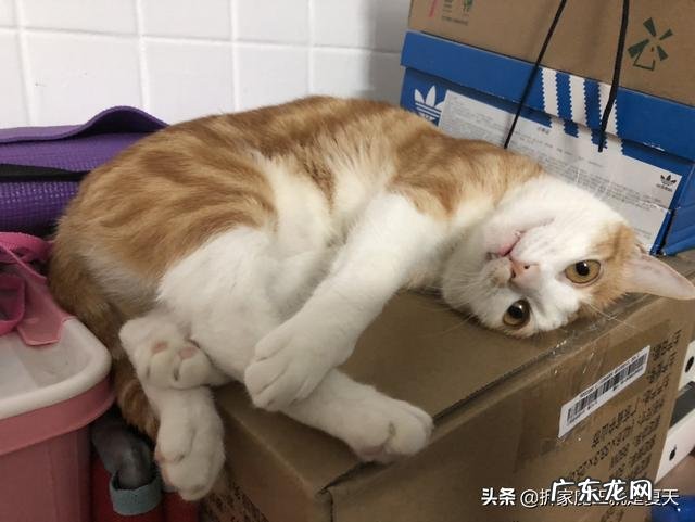 捡到猫意味着什么 捡到一只很可爱的小猫咪,但无力抚养,该怎么办
