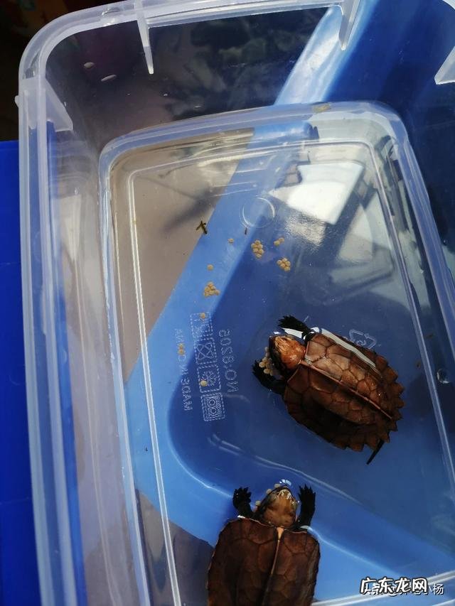 家里养乌龟有什么迷信说法 家里养乌龟有什么讲究