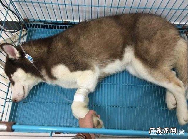 狗狗携带犬瘟病毒严重吗 狗得了犬瘟和细小病毒怎么治