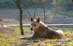 狗狗一个人睡觉怕黑吗 狗狗看见一个人忽然大声狂叫并且害怕地逃跑，这是什么情况