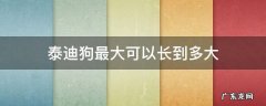 泰迪狗最大可以长到多大