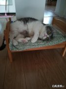 猫睡床上有细菌吗 沙发上，床上，厅里，甚至空气中都是猫咪掉的毛毛，该怎么办