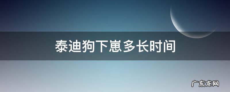 泰迪狗下崽多长时间