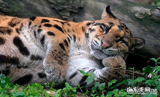 老虎和小猫幼儿故事 老虎是百兽之王,却和小花猫长的很像,难道它们是同一“祖先”吗