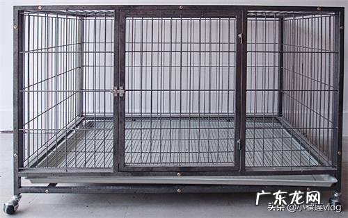 螨虫最怕这3种东西 狗狗身上的螨虫长什么样