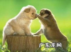 刚出生的小狗怎么剪尾巴 小狗刚生下来，为什么要断尾巴