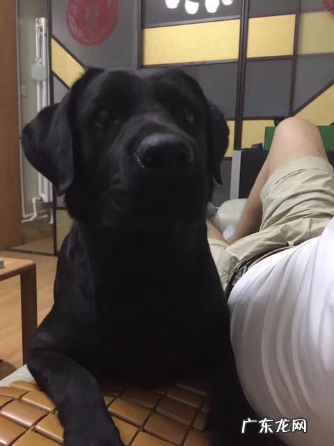 拉布拉多中型犬多少钱一只 一只小拉布拉多多少钱