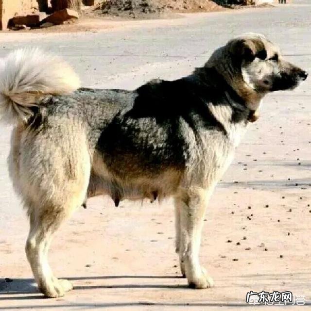 纯种太行犬 中国有一种狗叫太行犬,这是真的吗