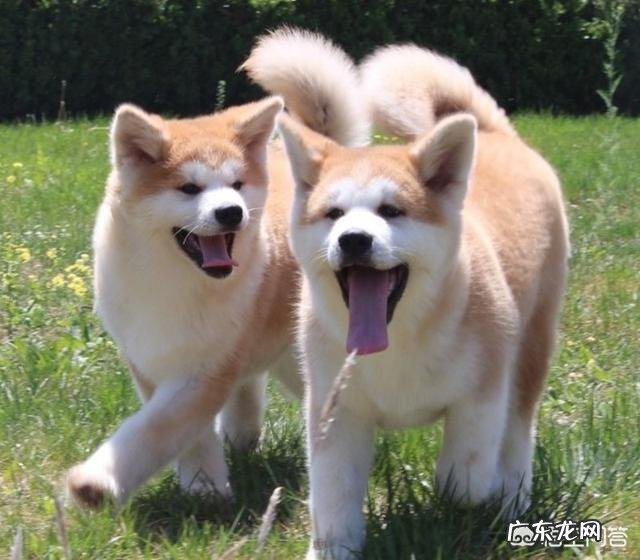 秋田犬多少钱一只 某宝上一百两百一只的秋田犬可以买吗
