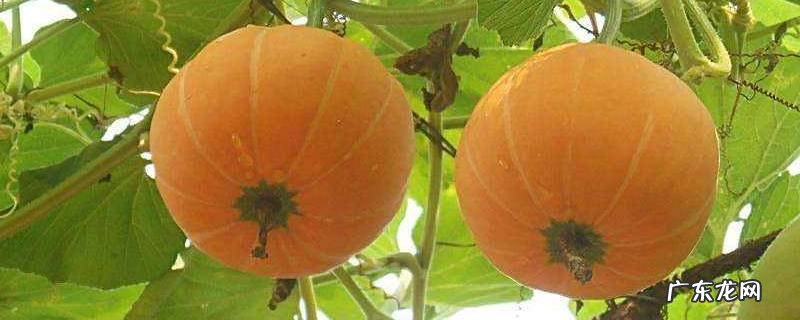 南瓜是感光食物吗,南瓜 感光