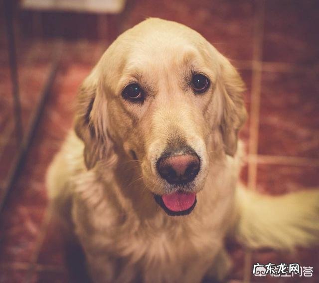 怎么让幼犬定点大小便 如何让金毛不随便大小便