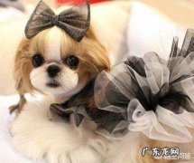 狗狗发情几天能过去
