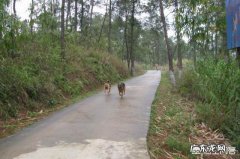 新手养狗建议公的还是母的 养公狗好还是养母狗好