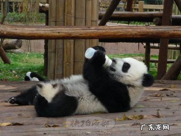 画一幅熊猫吃竹子的画 熊猫吃竹子为什么不会被扎得满口是血