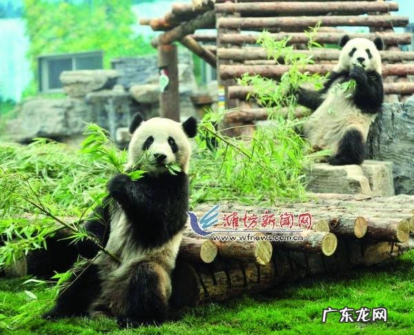 画一幅熊猫吃竹子的画 熊猫吃竹子为什么不会被扎得满口是血