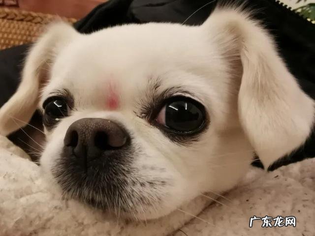 苏格兰梗犬 有哪些不会长大的小型犬