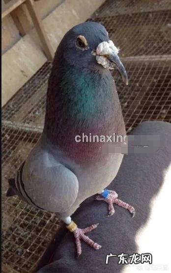 钩嘴 鸽子嘴有钩可以剪吗