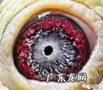 新手如何养鸽子 鸽子眼里边的适应圈是怎么形成的