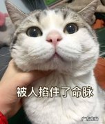 猫咪极度害怕的表现 你觉得猫咪最害怕主人对它做哪些事