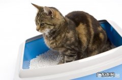 猫咪没有猫砂会憋多久 为什么主人清理厕所后，猫咪非要立刻跳进去拉一泡