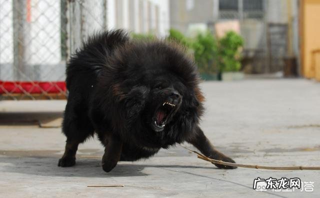 土佐犬和藏獒哪个厉害 中国的藏獒能打赢日本的土佐犬吗