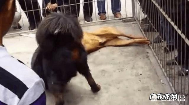土佐犬和藏獒哪个厉害 中国的藏獒能打赢日本的土佐犬吗