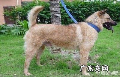 什么药杀死蜱虫和跳蚤 如何清除宠物身上的跳蚤和蜱虫