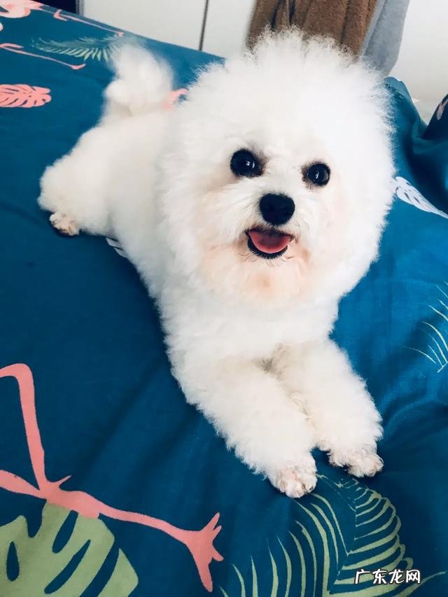 怎么让狗狗在外面大小便 不需要怎么遛弯的狗狗有哪些