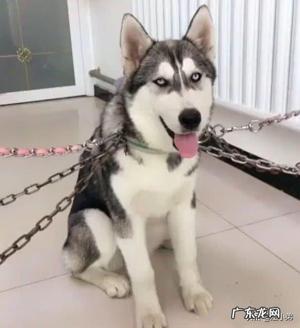 为什么不能打哈士奇 哈士奇长到什么时候就不拆家了