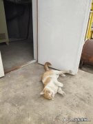超萌小猫图片大全 谁家有可爱小猫拍个照片看看