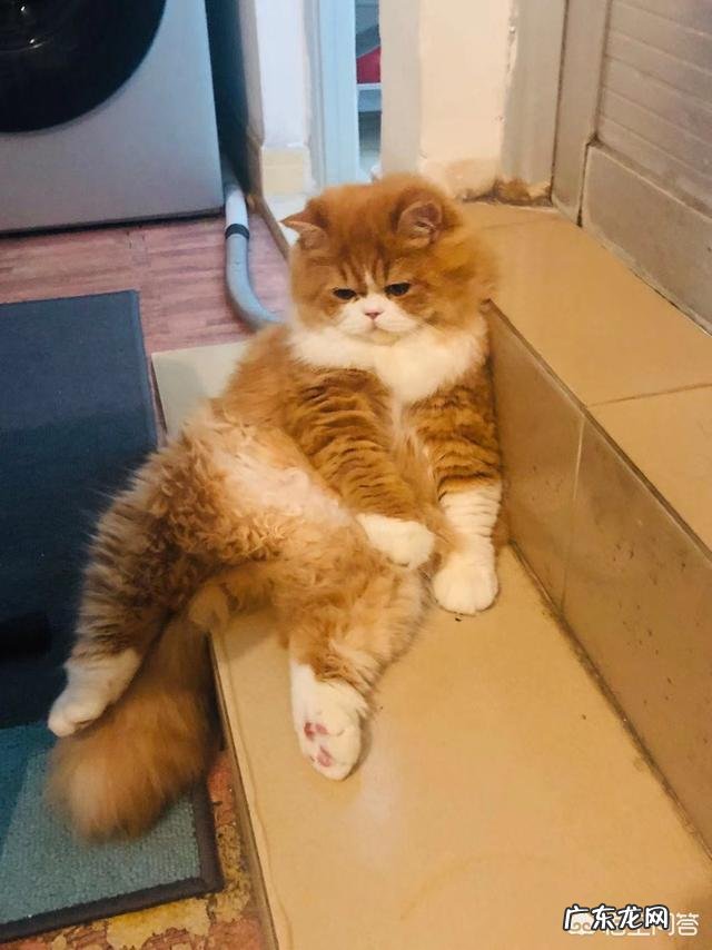 小橘猫怎么训练 最好看的橘猫长什么样