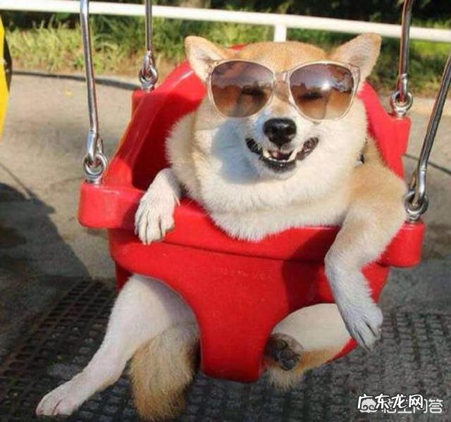 柴犬丢了一般会躲哪里 柴犬丢了后一个月找回后变得很乖,不咬东西也不乱蹦哒了,这是怎么了