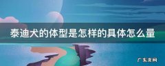 泰迪犬的体型是怎样的具体怎么量
