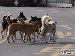 养狗的不文明行为有哪些 专家建议对不文明养狗严厉打击，征收宠物管理税，你支持吗