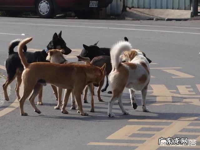 养狗的不文明行为有哪些 专家建议对不文明养狗严厉打击,征收宠物管理税,你支持吗