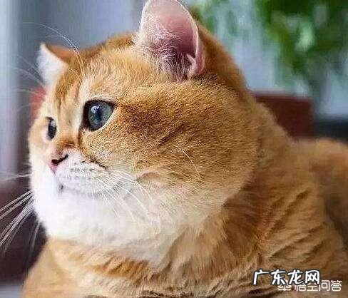 十世同堂 猫咪可以做到几世同堂