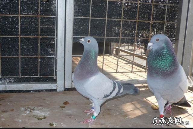 种鸽 买的种鸽怕飞走怎么处理
