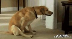 狗狗蹭我腿是什么意思 小狗经常撑屁股是为啥