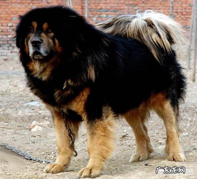 狗的寿命是多长时间 狗的最高寿命是多少