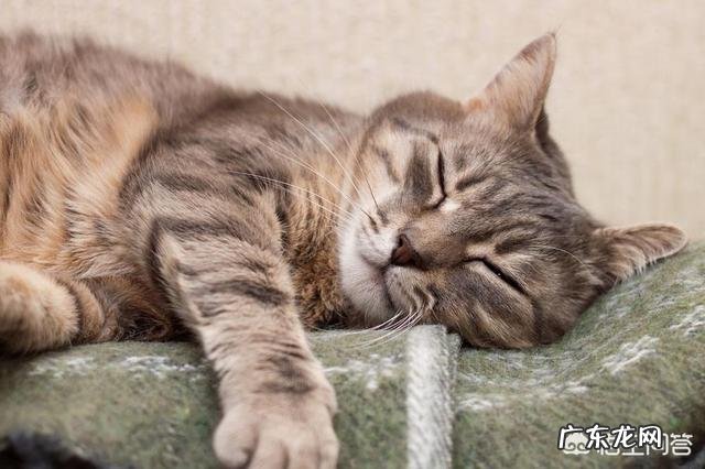 猫压着我睡觉 和猫一起睡觉时,人会不会压到猫